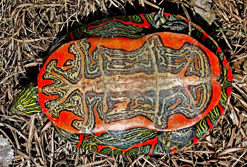 Western painted turtle chrysemys picta bellii species information page