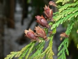 Western Red Cedar - Thuja plicata, click for a larger image, photo licensed for reuse CCASA3.0