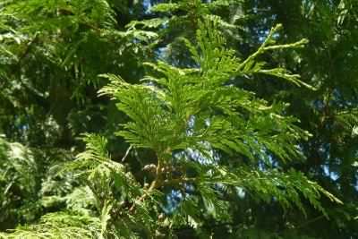Western Red Cedar - Thuja plicata, click for a larger image