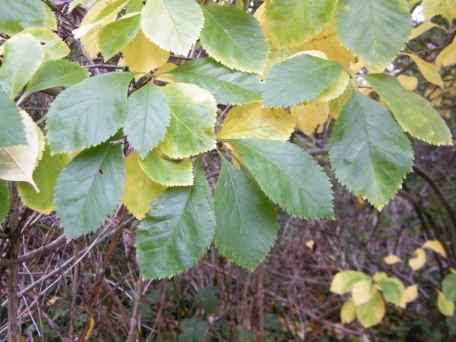 Whitebeam - Sorbus aria, species information page