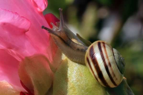 White-lipped Snail - Cepaea hortensis, click for a larger image, photo licensed for reuse CCASA3.0