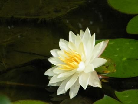 White Waterlilly - Nymphaea alba, species information page