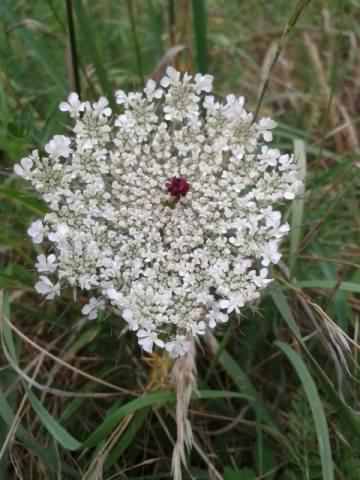 Yarrow - Achillea millefolium, click for a larger image