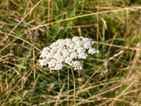 Yarrow - Achillea millefolium, click for a larger image