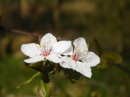 Wild Cherry - Prunus avium, click for a larger image