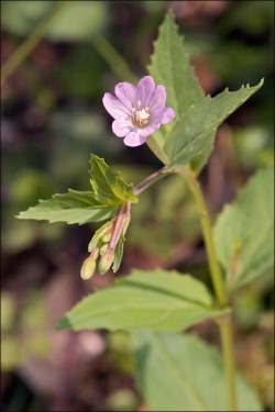 Broad-leaved Willowherb - Epilobium montanum, click for a larger image, licensed for reuse NCSA3.0