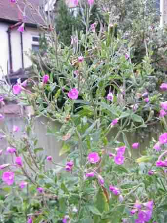 Great Willowherb - Epilobium hirsutum species information page