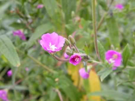 Great Willowherb - Epilobium hirsutum, click for a larger image