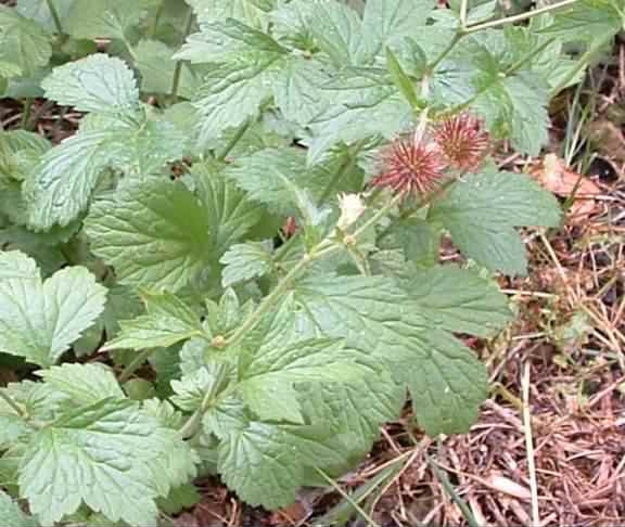 Wood  Avens species information page