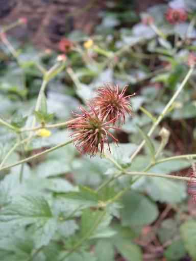 Wood Avens - Geum urbanumjs, click for a larger image