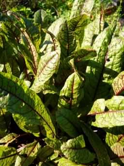 Wood Dock - Rumex sanguineus var. viridis, click for a larger image, licensed for reuse CCBYNC3.0