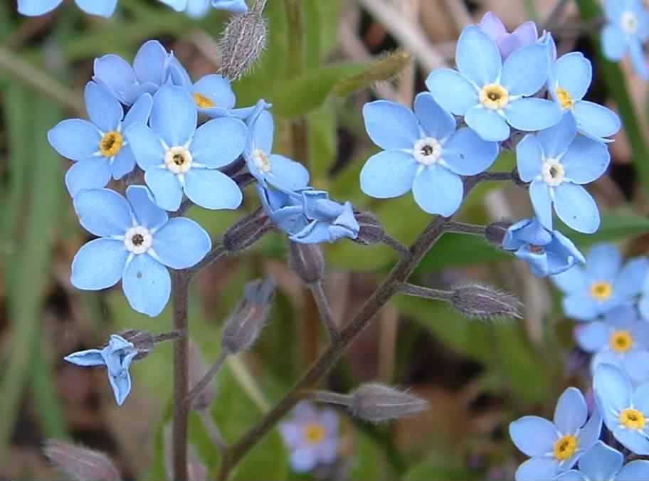 Wood Forget-me-not species information page
