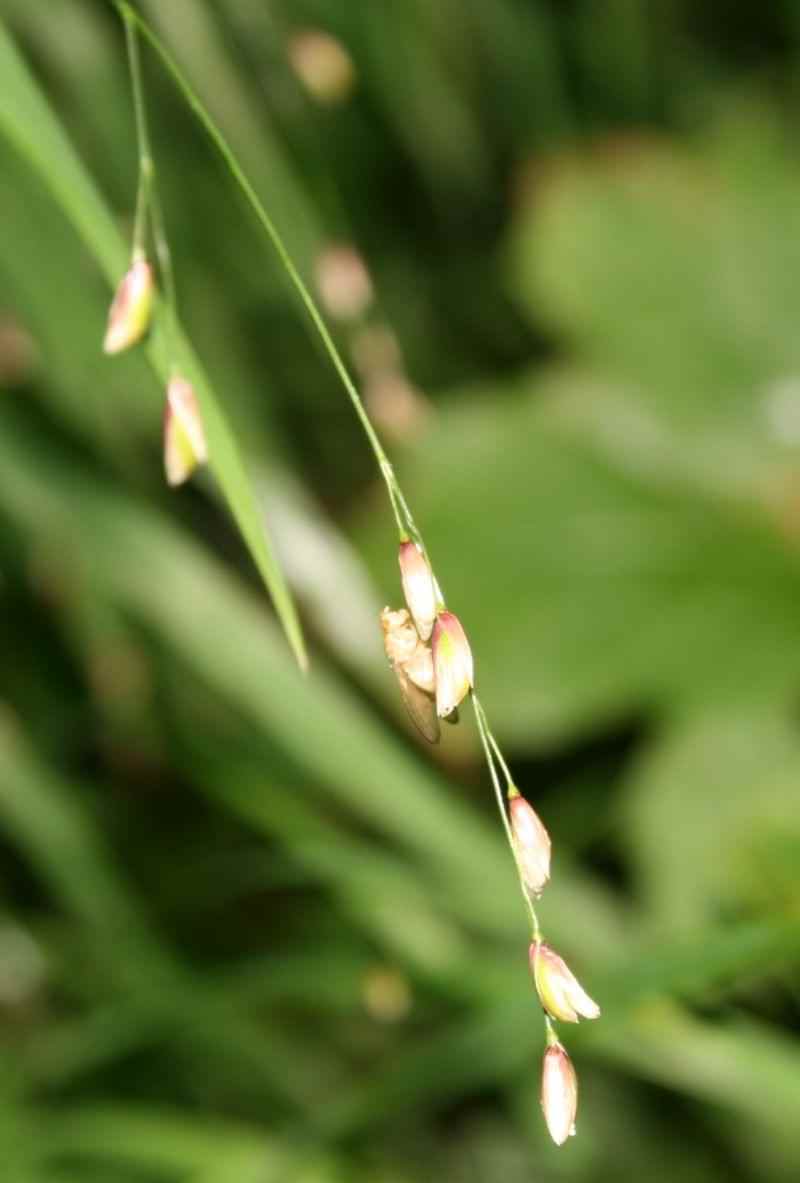 Wood Melick - Melica uniflora, species information page