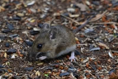 Wood Mouse - Apodemus sylvaticus, click for a larger image, licensed for reuse CCBY3.0