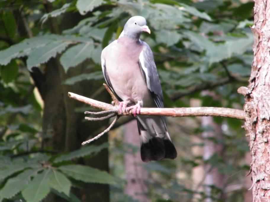 Wood Pigeon - Columba palumbus, click for a larger image