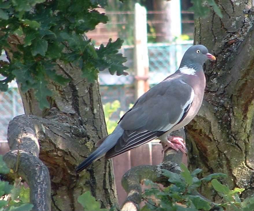 Common Wood Pigeon - Columba palumbus, species information page