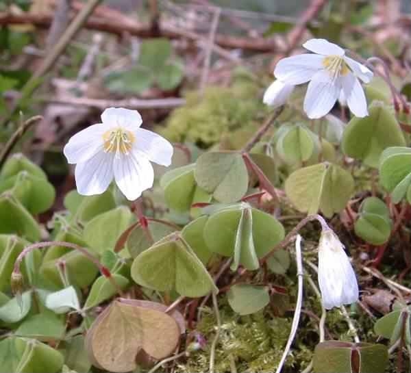 Wood Sorrel - Oxalis acetosella, click for a larger image