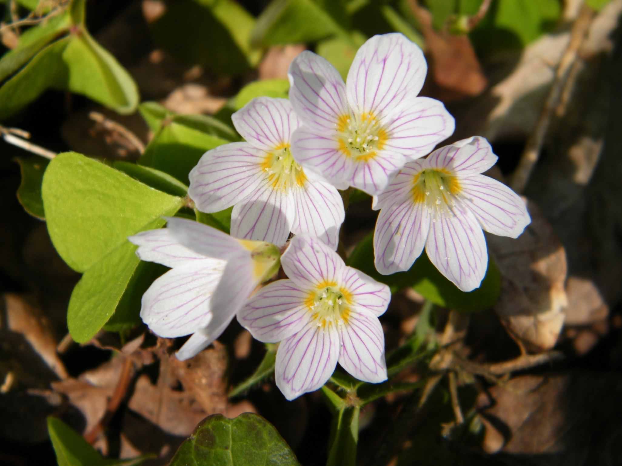 Wood Sorrel Oxalis Acetosella Species Information Page Also Known As Candle Of The Woods Fairy Bells Wood Sorrel Oxalis Acetosella Species Information Page Also Known As Candle Of The Woods Fairy Bells