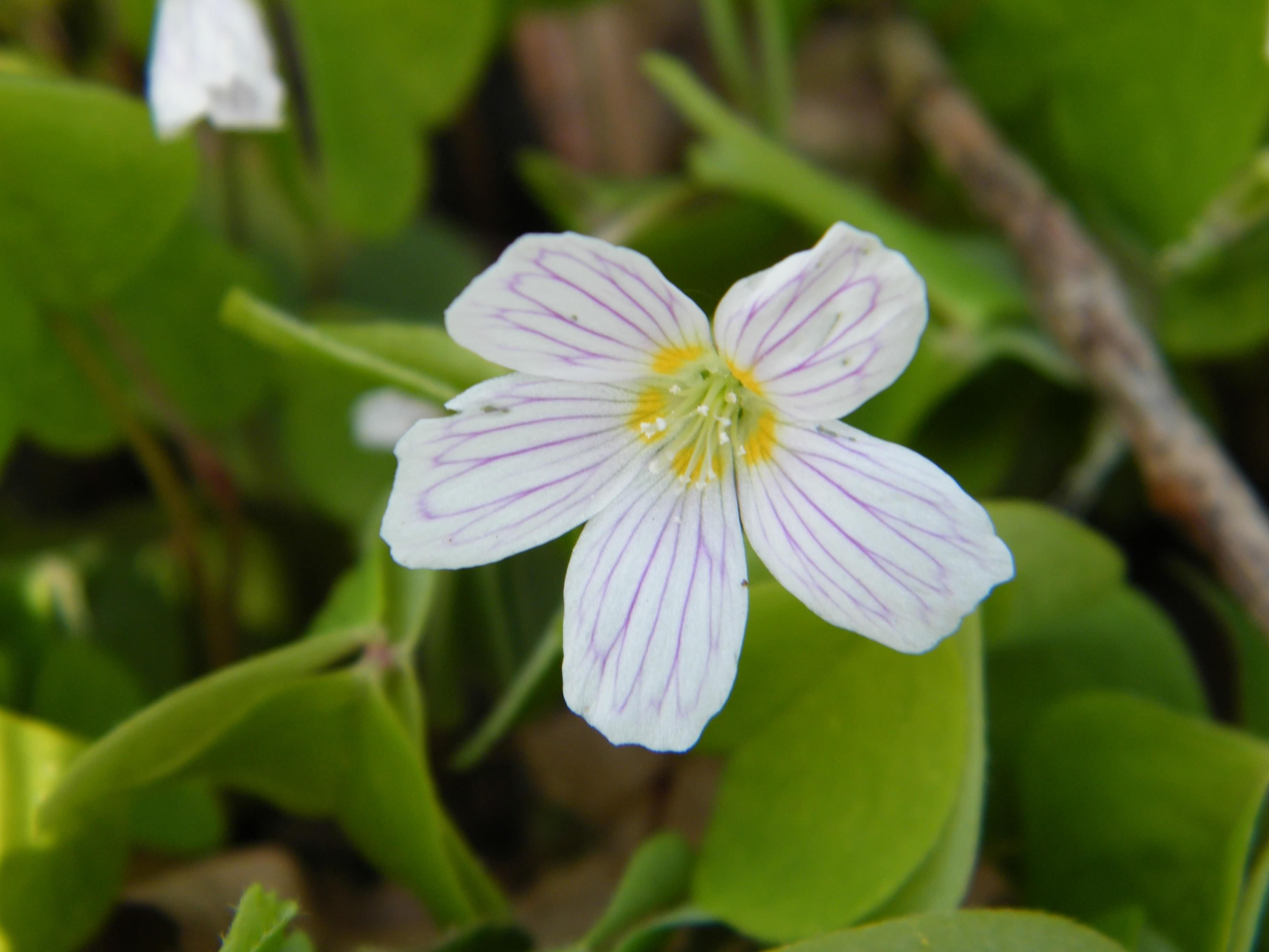 Wood Sorrel Oxalis Acetosella Species Information Page Also Known As Candle Of The Woods Fairy Bells Wood Sorrel Oxalis Acetosella Species Information Page Also Known As Candle Of The Woods Fairy Bells