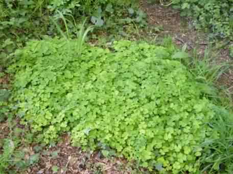 Wood Sorrel - Oxalis acetosella, click for a larger image