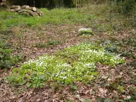 Wood Sorrel - Oxalis acetosella, click for a larger image