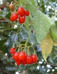 Woody Nightshade - Solanum dulcamara, species information page