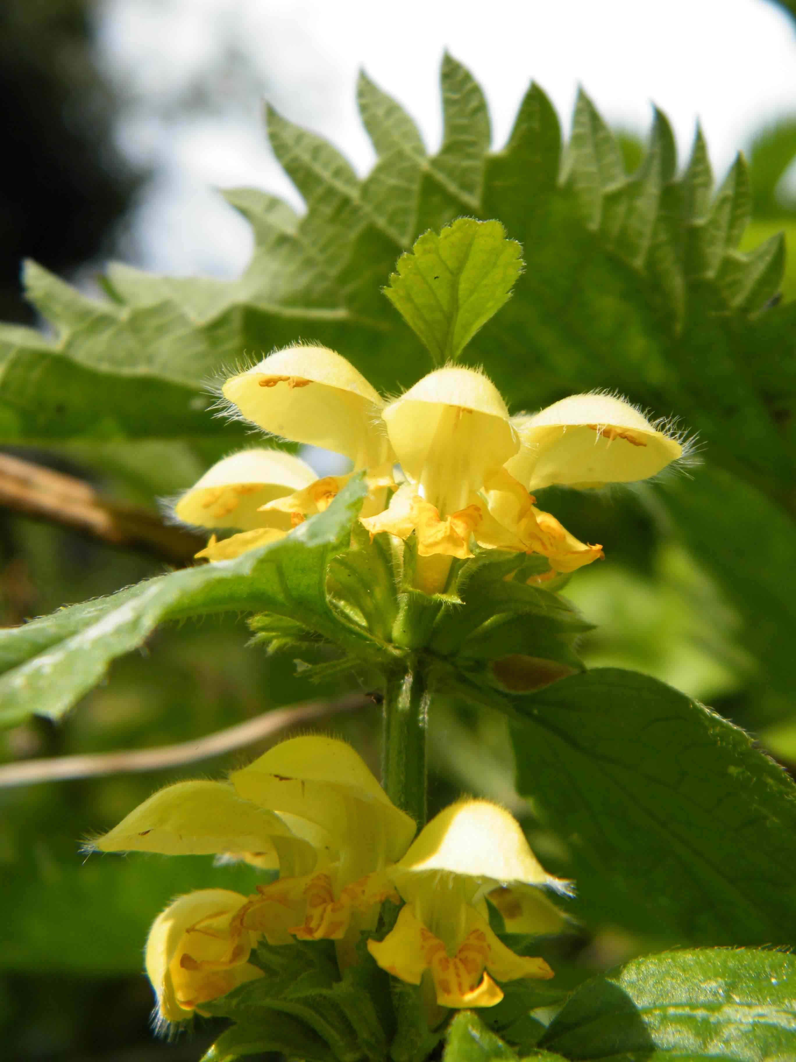 Yellow - Archangel - Lamium (Lamiastrum) galeobdolon species information page