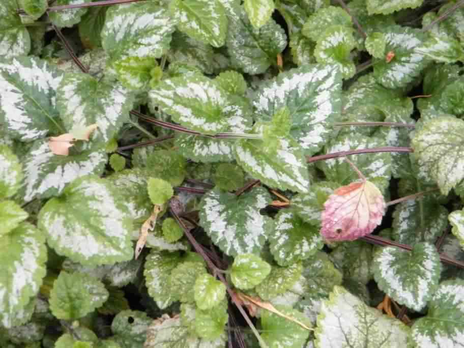 Yellow Archangel - Lamium (Lamiastrum) galeobdolon, click for a larger image