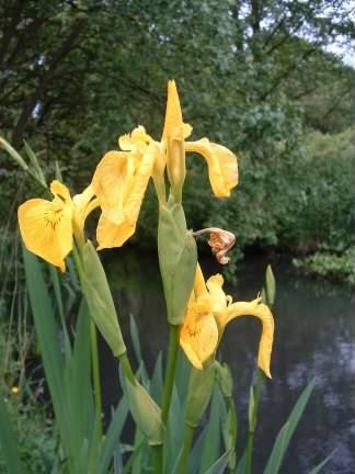 Yellow Flag Iris - Iris pseudacorus species information page