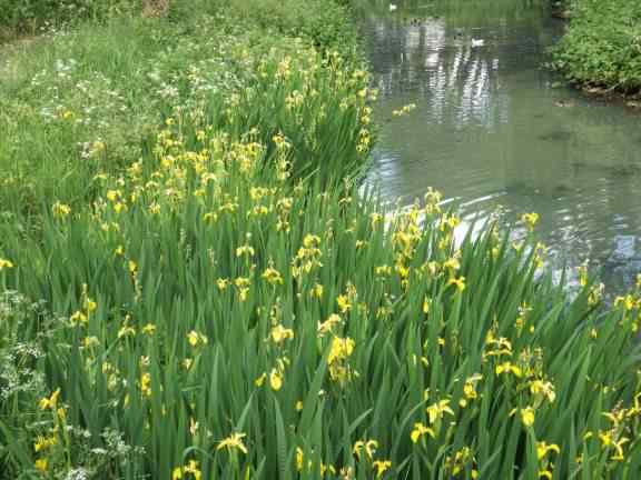 Yellow Flag Iris - Iris pseudacorus, click for a larger image