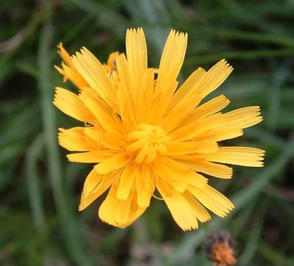 Yellow Hawkweed - Hieracium praealtum, click for a larger image