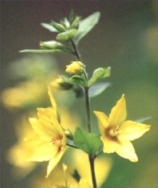 Yellow Loosestrife - Lysimachia vulgaris flowers, click for a larger image