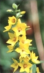 Yellow Loosestrife - Lysimachia vulgaris habit, click for a larger image