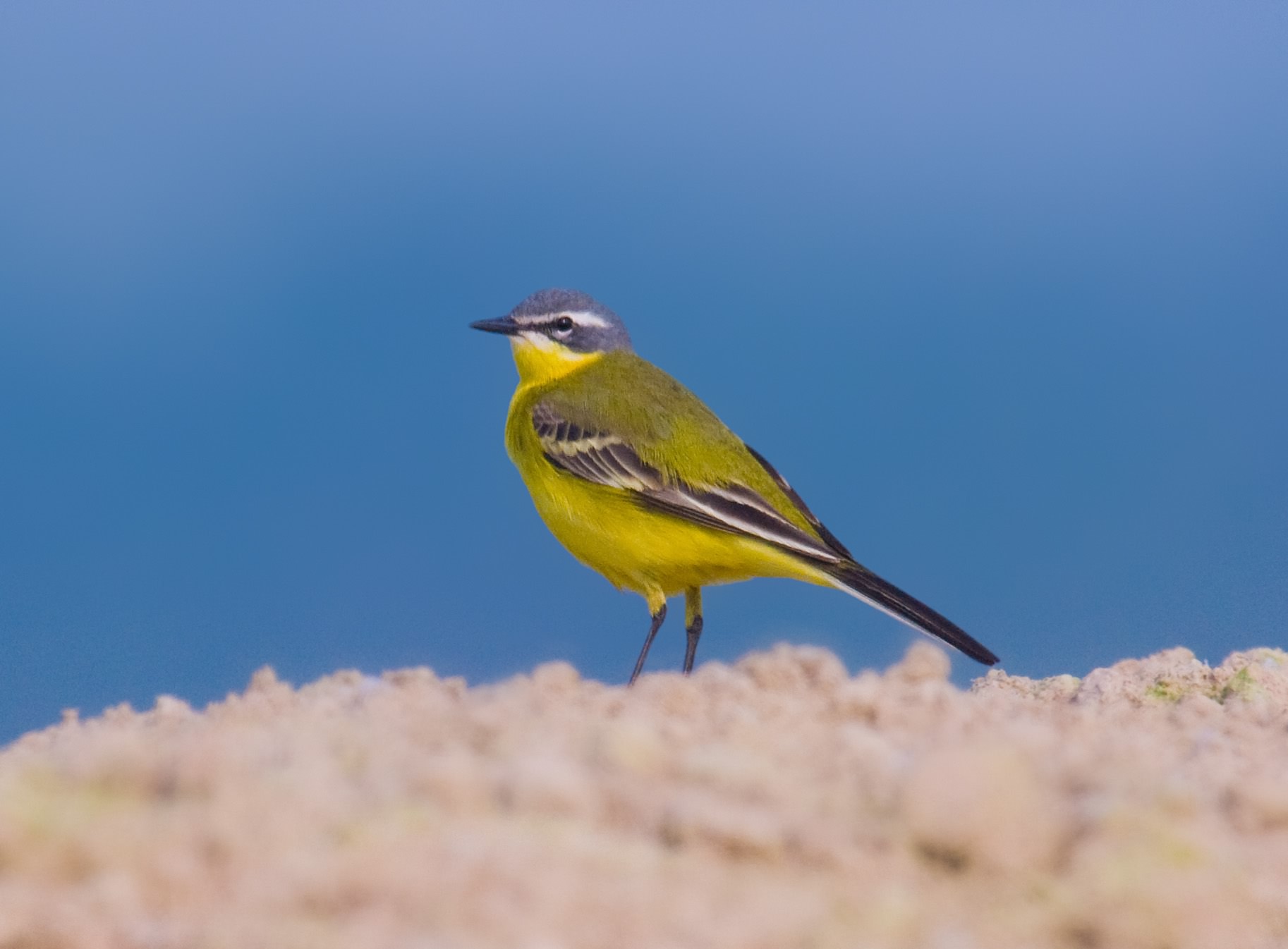 Yellow Wagtail - Motacilla Flava species information page, photo licensed for reuse CCASA2.5