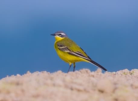 Yellow Wagtail - Motacilla Flava, click for a larger image, photo licensed for reuse CCASA2.5