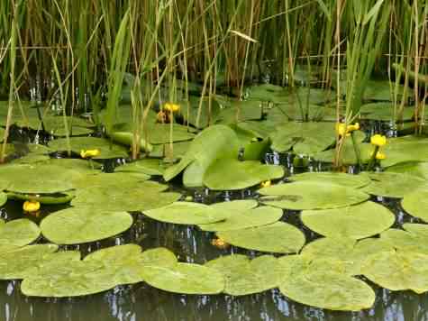Yellow Waterlily - Nuphar lutea, species information page