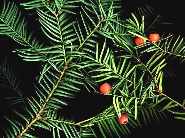 Yew Tree - Taxus baccata leaves and fruit, click for a larger image